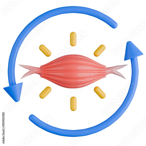 3D Muscle Recovery Cycle Illustration.
