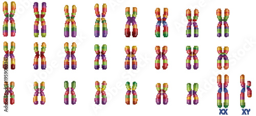 Human Karyotype Illustration with Colorful Chromosome Pairs and Sex Chromosomes