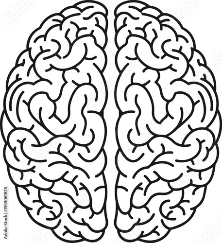 Human brain vector illustration line art top view of left and right hemispheres for medical science psychology education and creativity