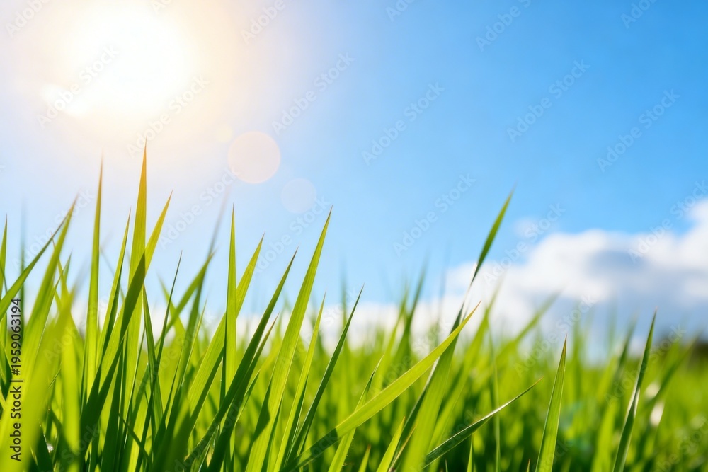 Fototapeta premium Green grass under bright sun