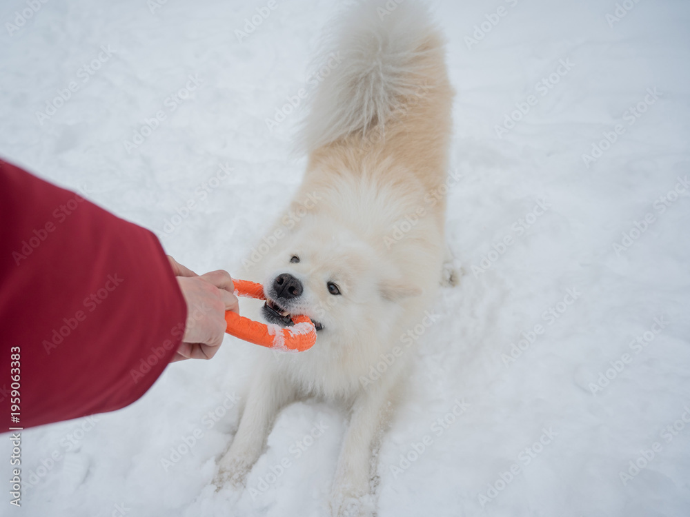 Fototapeta premium A Samoyed dog plays with a puller on a winter walk.