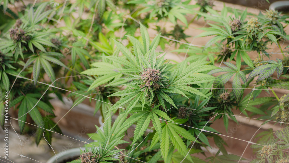 Fototapeta premium cannabis sun-grown farm,organic farm,Cultivation of premium medical cannabis,cannabis photographypremium organic cannabis bud