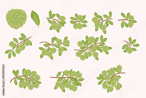 Custard Apple Fruit and Branch Illustrations Set