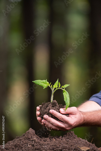 Hands hold plant against soil environment warmth. Hands ground plant inside soil environment layer. Hands develop plant through soil environment effort. Hands protect plant by soil environment.