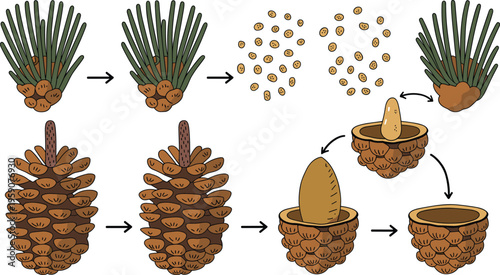 Pine cone life cycle illustration showing seed release germination and growth stages conifer reproduction botanical diagram forest ecology process