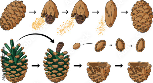 Detailed pine cone life cycle illustration showing seed dispersal germination growth stages botanical process forest reproduction diagram natural ecology education