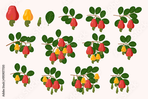 Cashew Fruits and Nuts on Branches Illustration Set
