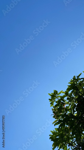 Clear blue sky with green tropical tree leaves in the corner, minimal composition with natural sunlight and copy space for background or design.