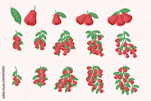 Rose Apple Fruit Illustrations Set