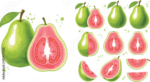 Guava fruit vector collection with whole sliced and cut pieces of tropical fresh organic guava for healthy food design