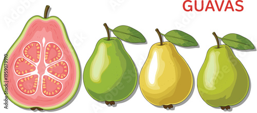 Guava fruits vector set with whole and sliced guava tropical fresh organic fruit illustration for healthy food design