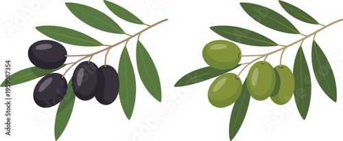 Olive branches with black and green olives, natural organic food vector illustration set