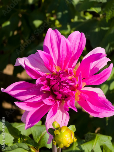 Single vibrant pink dinnerplate Dahlia 'Babylon Lila' flower (Dahlia × hortensis) with a tight center cluster blooming in sunlight above a green flower bud.