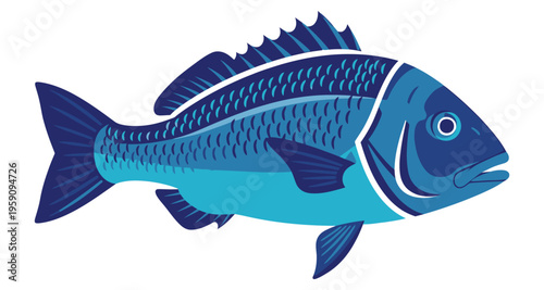 Blue Sea Bream Fish Illustration Isolated on White Detailed Scales Graphic Design