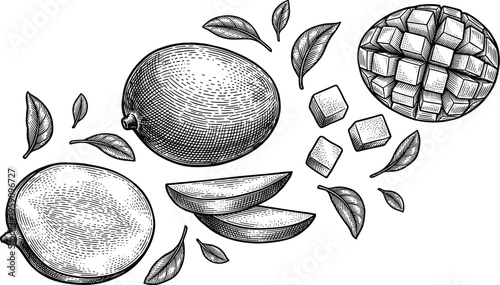 Mango fruit hand drawn vintage engraving sketch vector set on white