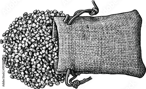 Buckwheat grains spilling from rustic burlap sack engraving style art
