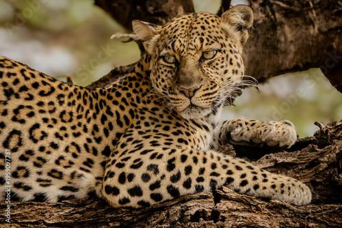 Photography leopard in the tree