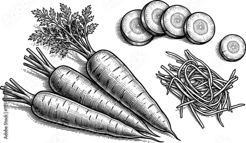 Carrot collection with whole root and sliced pieces engraving vector