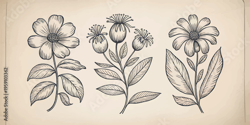 Antique Botanical Flower Sketch on Old Paper Surface