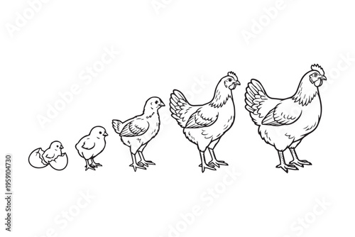 Chicken Life Cycle Progression Line Art Stock Image