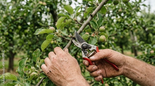Obraz na plátně Farmer using pruning shears to trim branches of a young apple tree filled with s