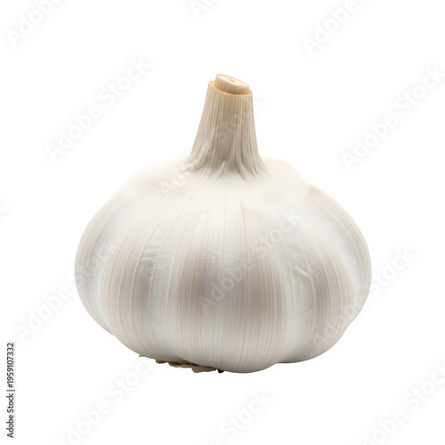 Single bulb of fresh white garlic with stem on transparent background