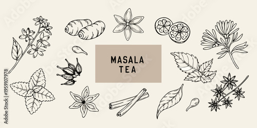 Botanical illustration of spices and herbs commonly used in masala tea