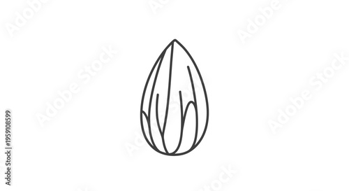 Almond icon, simple line art drawing of a nut on a white background, healthy food symbol