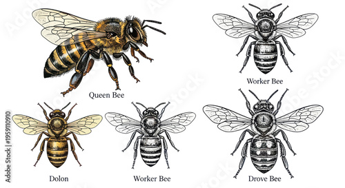 Different Types of Bees: Queen, Drone, and Worker Bees