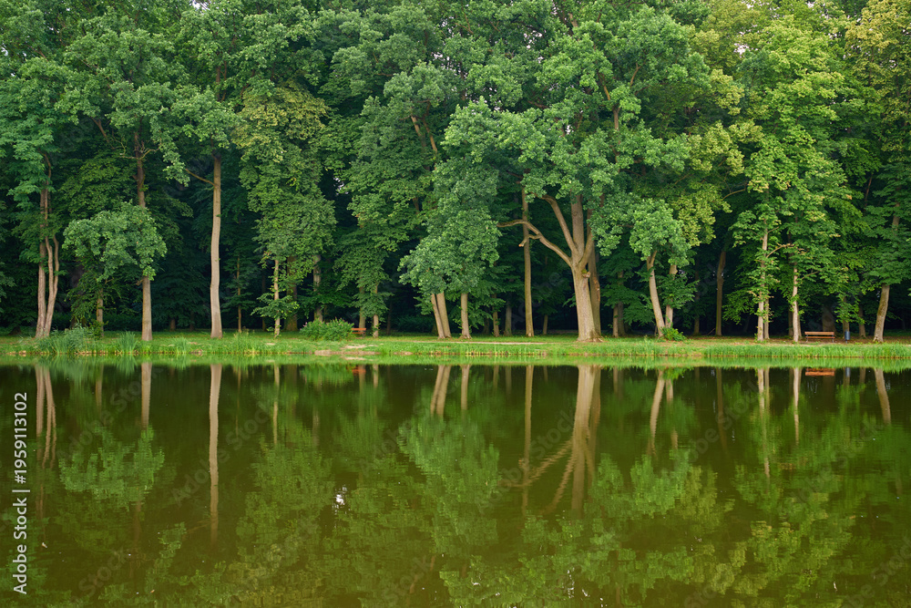 Fototapeta premium Green trees reflected in calm lake under blue sky with clouds in summer. Concept of peaceful nature, scenic landscape and outdoor tranquility.