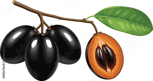 Jamun fruit branch with leaf and cut slice black plum tropical food illustration isolated