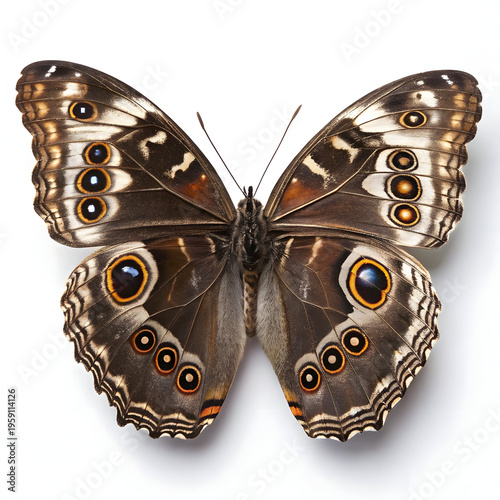 Stunning detailed top view of a dark brown tropical owl butterfly specimen showcasing intricate eyespots and delicate wing margins against a stark white background for scientific study.