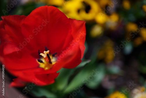 Tablou pe pânză Red tulips are in full bloom