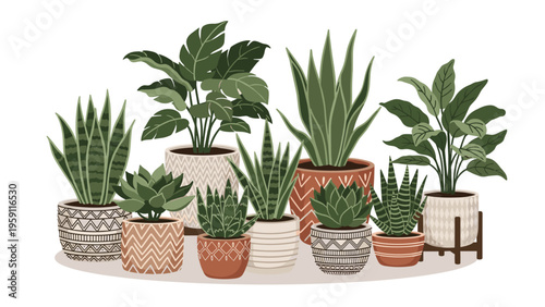 Variety of indoor house plants in decorative patterned ceramic pots including succulents, snake plants, and broadleaf tropical foliage.
