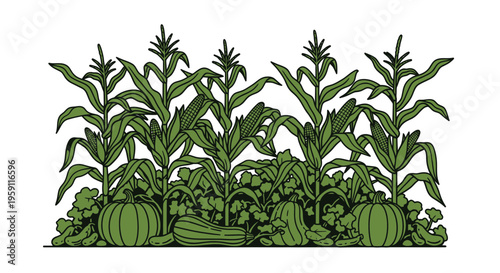 Green Corn Field with Pumpkins and Squash Illustration