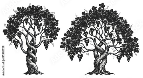 Vintage Grapevine Trees with Bunches of Grapes, Black and White Illustration