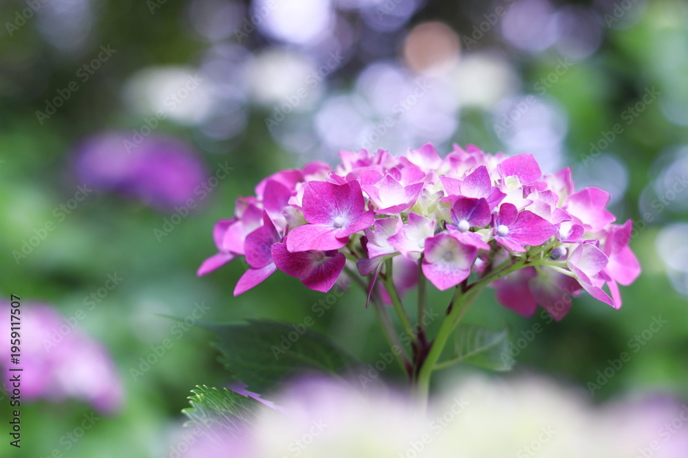 Obraz premium 木漏れ日に咲く紫陽花