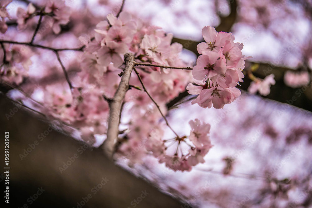 Fototapeta premium 桜