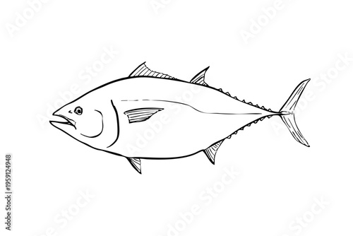 Bluefin tuna ink brush illustration fish line art