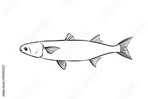 Flathead mullet ink brush illustration fish line art