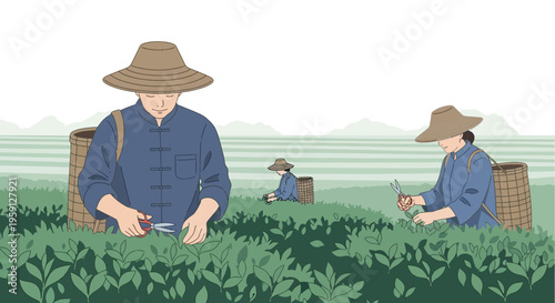 Farmers Harvesting Tea Leaves in a Lush Plantation