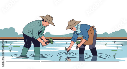 Farmers planting rice seedlings in a flooded paddy field, traditional agriculture