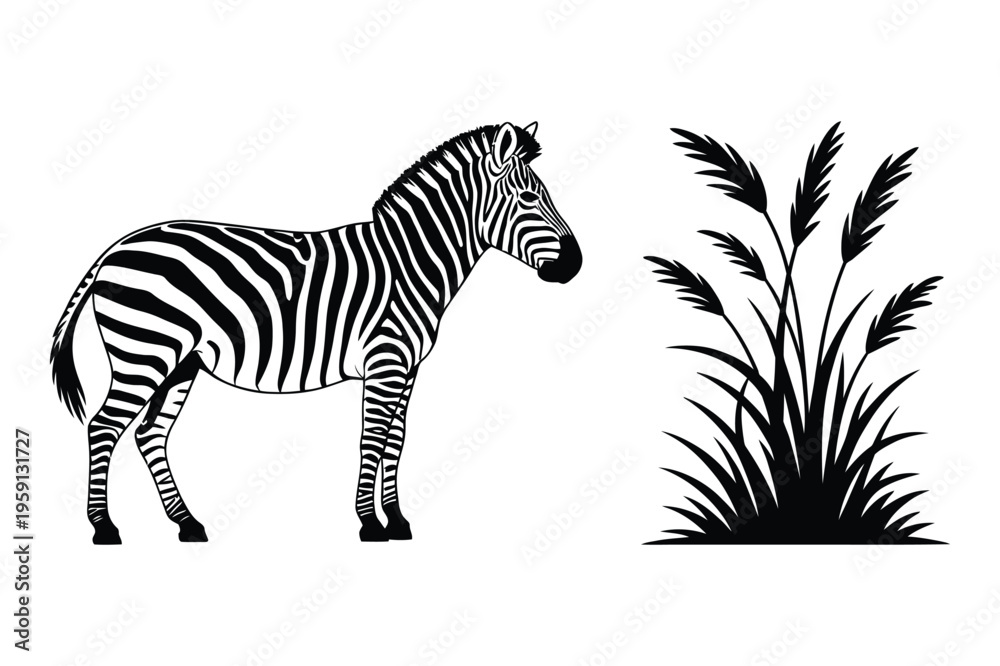 Fototapeta premium Zebra and tall grass silhouette