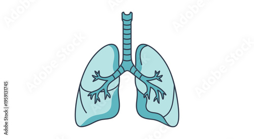 Anatomy of the Human Respiratory System A Simple Diagram of the Lungs and Airways