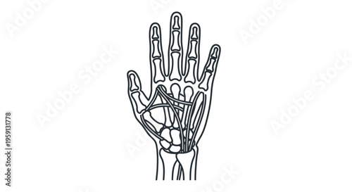 Anatomy illustration of the human hand bones and vascular system, showing the intricate network of arteries and veins within the palm and fingers