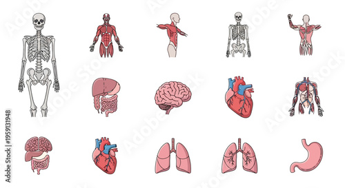 Anatomy Icons Set Diverse Collection of Human Body Organs, Skeletons, and Muscular System Illustrations
