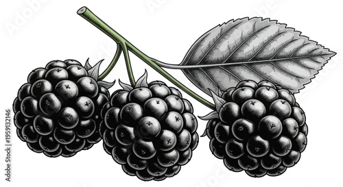 Vintage Illustration of Three Ripe Blackberries on a Stem with Leaf