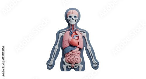 Anatomical representation of the human body's internal organs and skeletal system with a focus on vital structures
