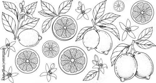 Lemon fruit botanical line art set with slices leaves and blossoms detailed vintage vector illustration for packaging and food design