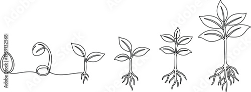 Plant growth stages from seed to mature plant line art vector illustration showing root development and botanical life cycle concept